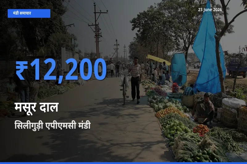 आज मसूर दाल के सबसे ऊँचे दाम ₹12,200 सिलीगुड़ी एपीएमसी मंडी में