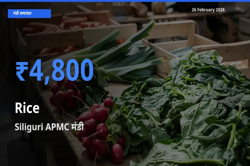 Siliguri APMC मंडी में Rice ₹4,800 पर पहुँचा – आज का सर्वोच्च भाव