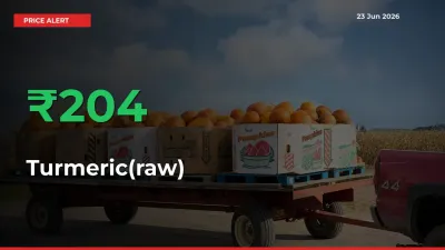 Turmeric(raw) Prices Rise 204.32% in a Day at Major Mandis
