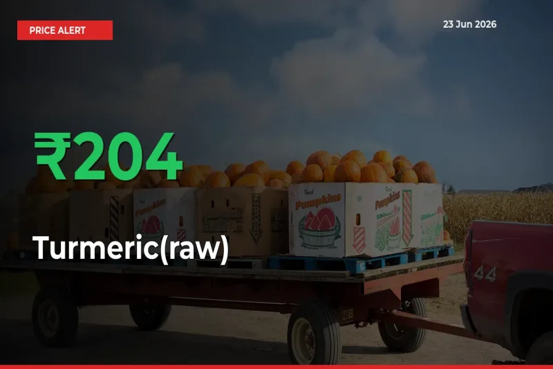 Turmeric(raw) Prices Rise 204.32% in a Day at Major Mandis