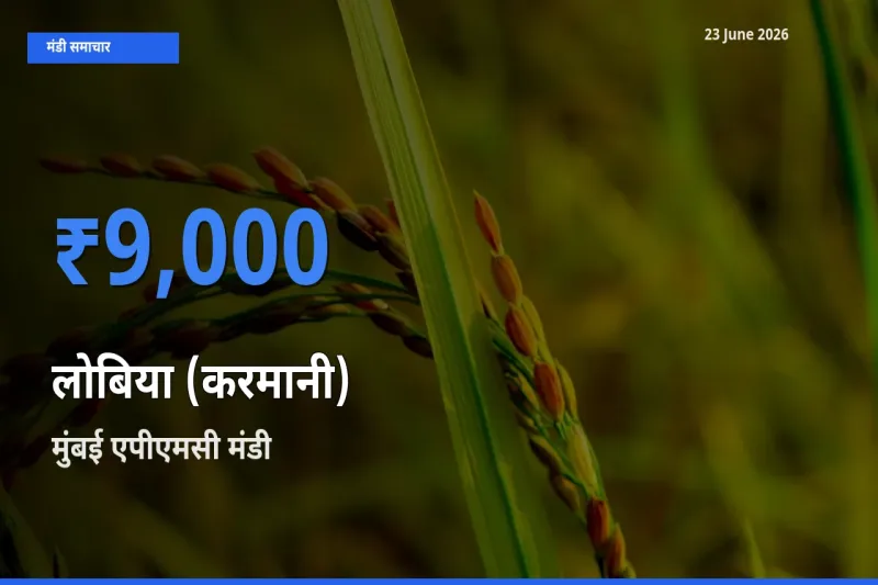 मुंबई एपीएमसी में लोबिया (करमानी) का आज सबसे ऊँचा भाव