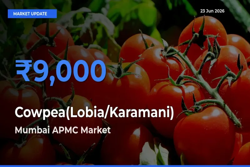 Mumbai APMC Leads as Top Mandi for Cowpea(Lobia/Karamani) Prices