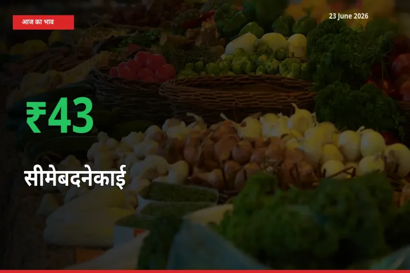 23 June अपडेट: सीमेबदनेकाई के दाम मंडी में 43.18% उछले