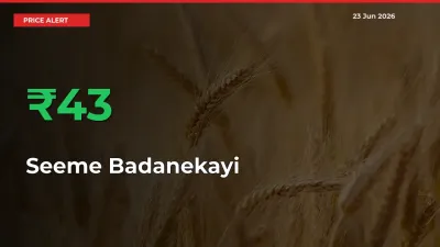 Seeme Badanekayi Mandi Rate Today: Prices Jump 43.18% at Market