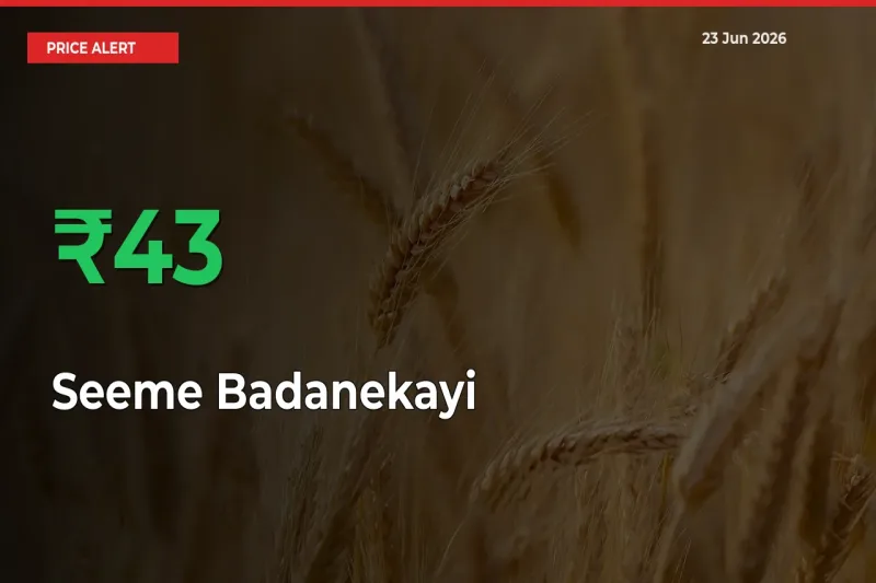 Seeme Badanekayi Mandi Rate Today: Prices Jump 43.18% at Market