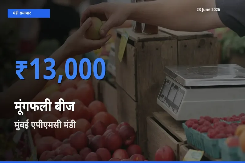 मुंबई एपीएमसी मंडी में आज मूंगफली बीज के सबसे ऊँचे दाम दर्ज