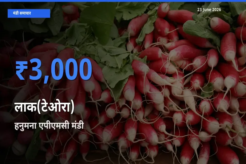 आज लाक(टेओरा) के सबसे ज़्यादा दाम हनुमना एपीएमसी मंडी में दर्ज
