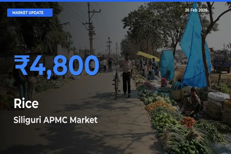 Siliguri APMC Leads as Top Mandi for Rice Prices