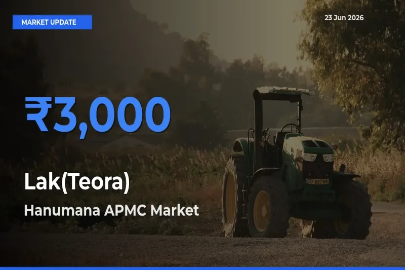 Top Performer! Hanumana APMC Offers Best Lak(Teora) Price Today