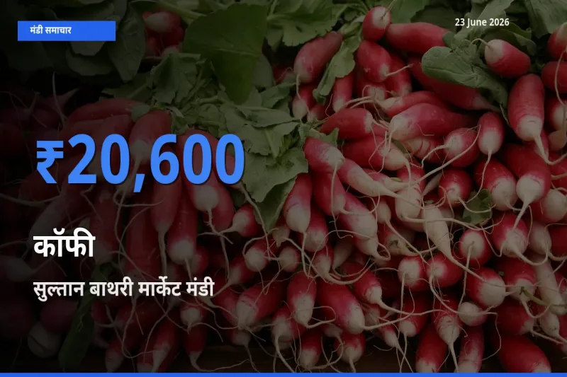 सुल्तान बाथरी मार्केट मंडी में आज कॉफी के सबसे ऊँचे दाम दर्ज