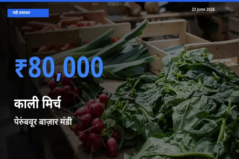 टॉप मंडी बना पेरुंबवूर बाज़ार! काली मिर्च के सबसे ऊँचे दाम यहीं दर्ज