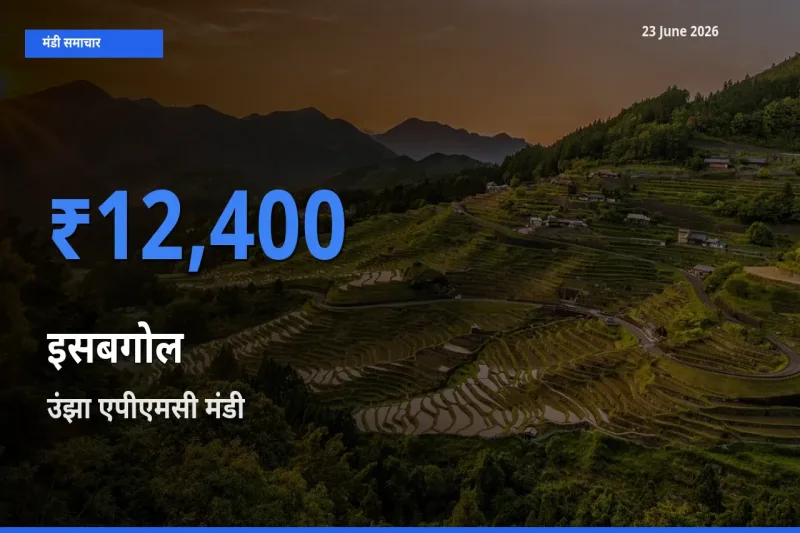 टॉप मंडी बना उंझा एपीएमसी! इसबगोल के सबसे ऊँचे दाम यहीं दर्ज