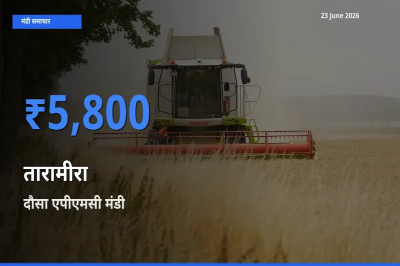 आज तारामीरा के सबसे ऊँचे दाम ₹5,800 दौसा एपीएमसी मंडी में