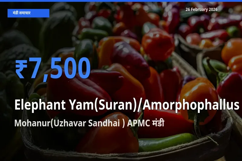 Mohanur(Uzhavar Sandhai ) APMC में Elephant Yam(Suran)/Amorphophallus का आज सबसे ऊँचा भाव