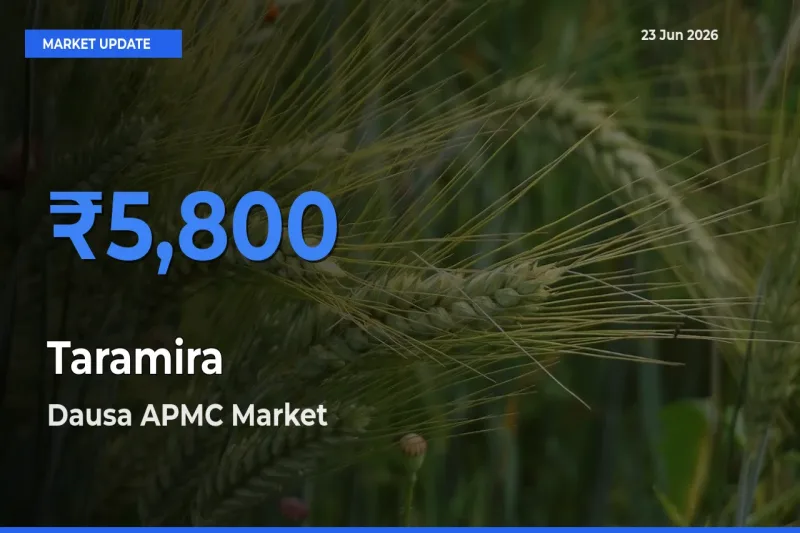 Dausa APMC Tops Taramira Rates – June 23 Market Update