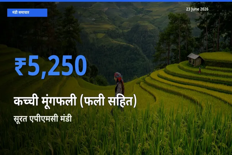 आज कच्ची मूंगफली (फली सहित) के सबसे ज़्यादा दाम सूरत एपीएमसी मंडी में दर्ज