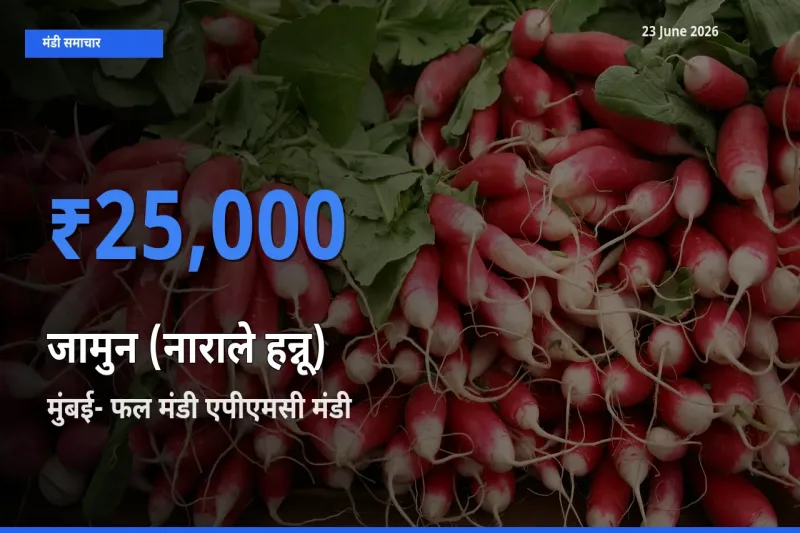 मुंबई- फल मंडी एपीएमसी में जामुन (नाराले हन्नू) का आज सबसे ऊँचा भाव