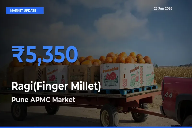 Pune APMC Tops Ragi(Finger Millet) Mandi Rates Today