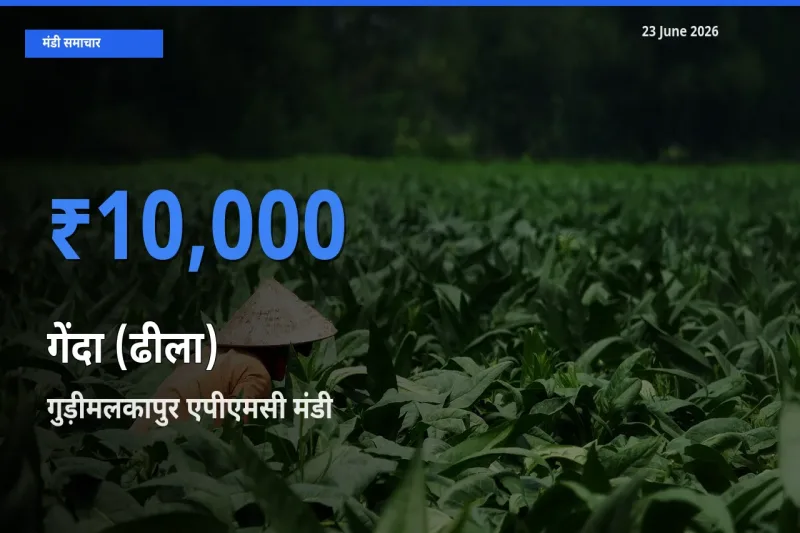 गुड़ीमलकापुर एपीएमसी में गेंदा (ढीला) का आज सबसे ऊँचा भाव