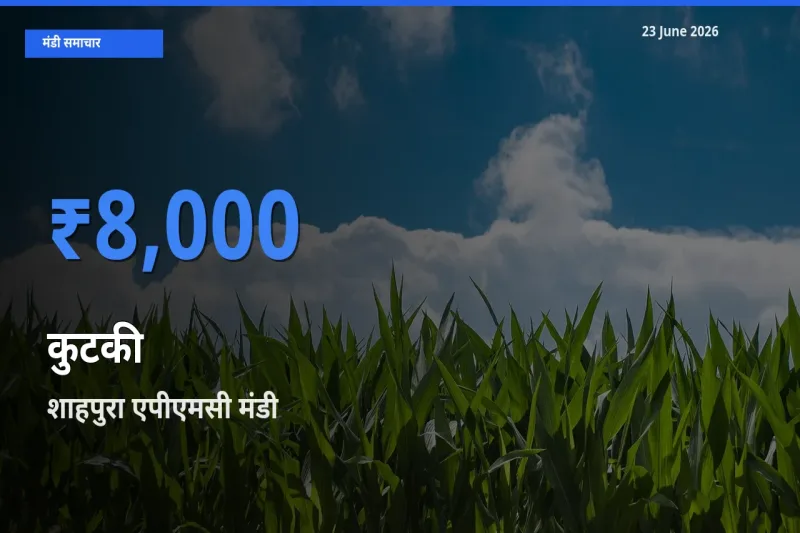 आज कुटकी के सबसे ऊँचे दाम ₹8,000 शाहपुरा एपीएमसी मंडी में