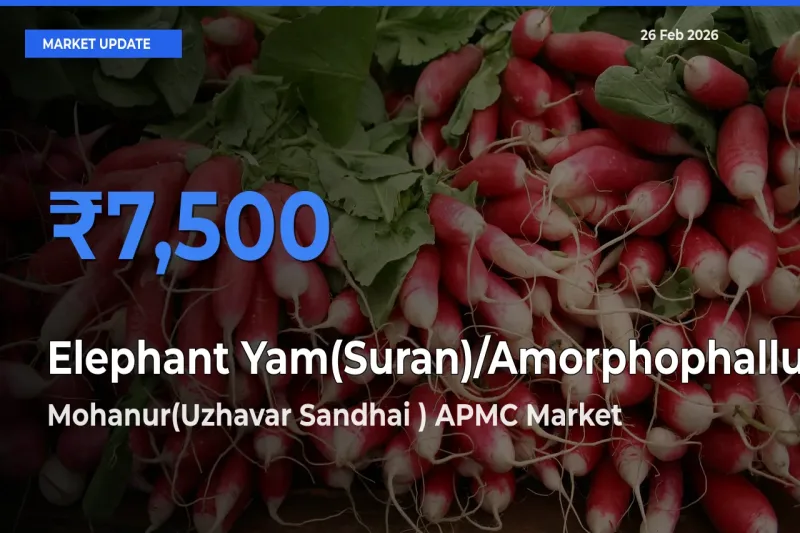 Market Watch: Mohanur(Uzhavar Sandhai ) APMC Becomes Top Mandi for Elephant Yam(Suran)/Amorphophallus