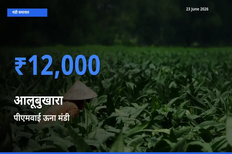पीएमवाई ऊना में आलूबुखारा का आज सबसे ऊँचा भाव