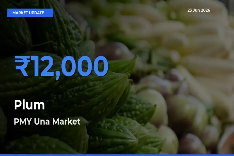 PMY Una Records Highest ₹12,000 Rate for Plum