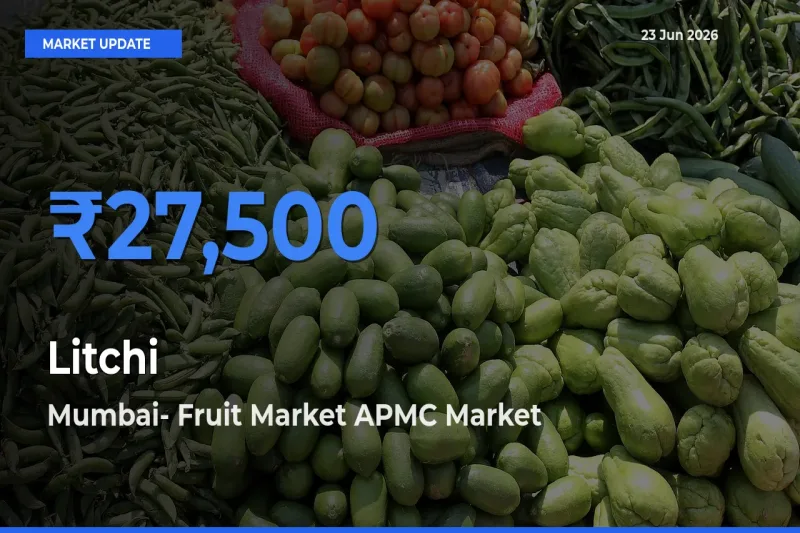 Mumbai- Fruit Market APMC Tops Litchi Mandi Rates Today