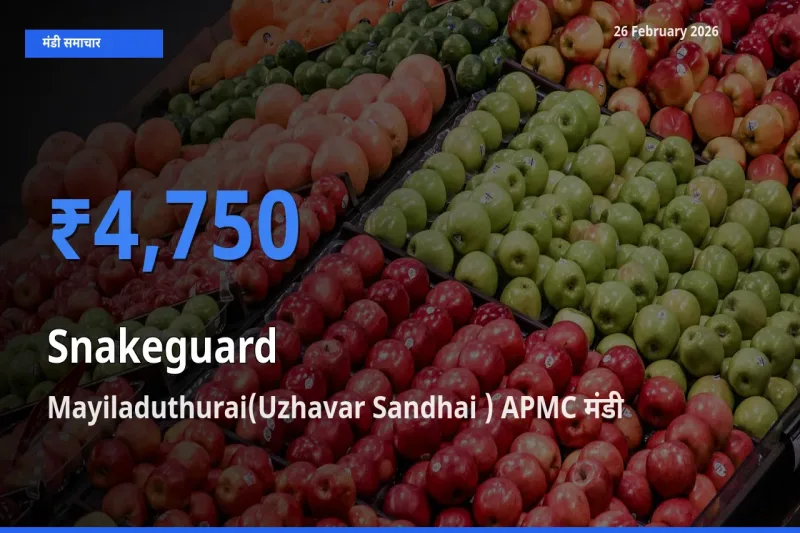 आज Snakeguard के सबसे ज़्यादा दाम Mayiladuthurai(Uzhavar Sandhai ) APMC मंडी में दर्ज