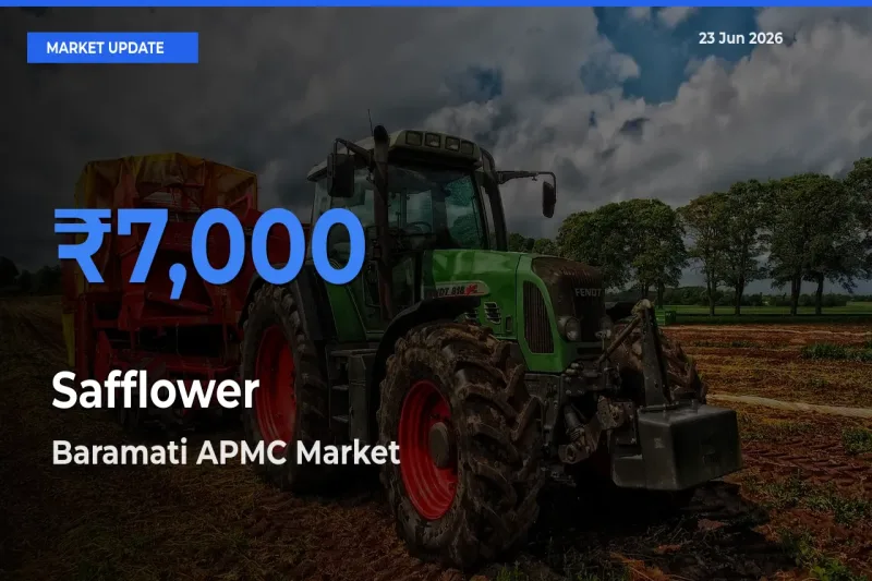 Top Performer! Baramati APMC Offers Best Safflower Price Today