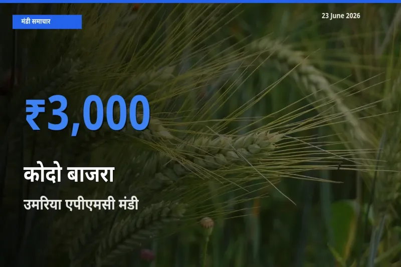 आज कोदो बाजरा के सबसे ज़्यादा दाम उमरिया एपीएमसी मंडी में दर्ज