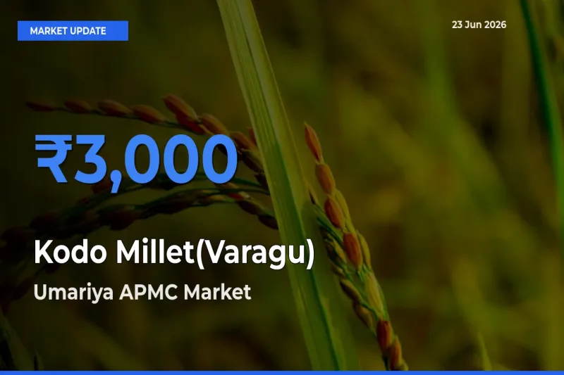Farmers Prefer Umariya APMC as Kodo Millet(Varagu) Hits Highest Rate