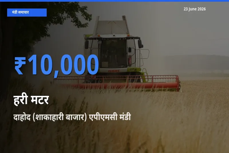 दाहोद (शाकाहारी बाजार) एपीएमसी मंडी में आज हरी मटर के सबसे ऊँचे दाम दर्ज