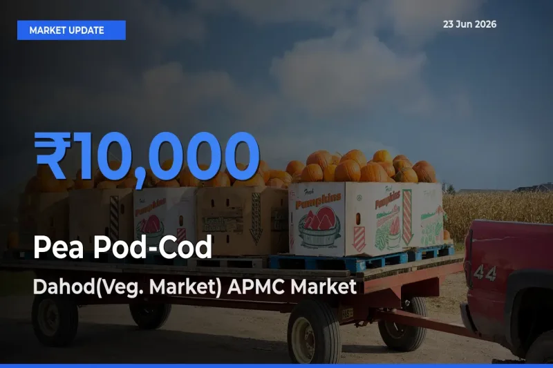 Dahod(Veg. Market) APMC Tops Pea Pod-Cod Rates – June 23 Market Update
