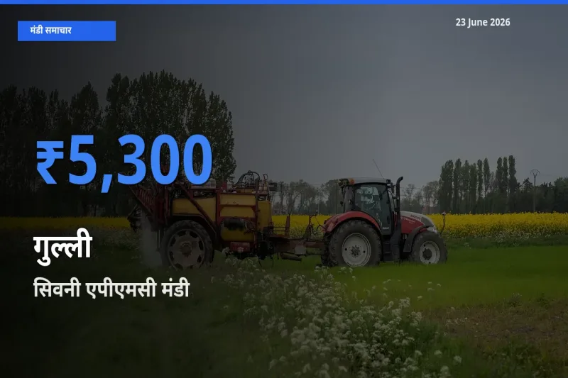 आज गुल्ली के सबसे ऊँचे दाम ₹5,300 सिवनी एपीएमसी मंडी में