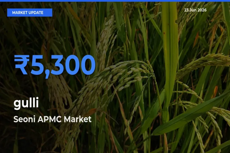 Seoni APMC Tops gulli Rates – June 23 Market Update