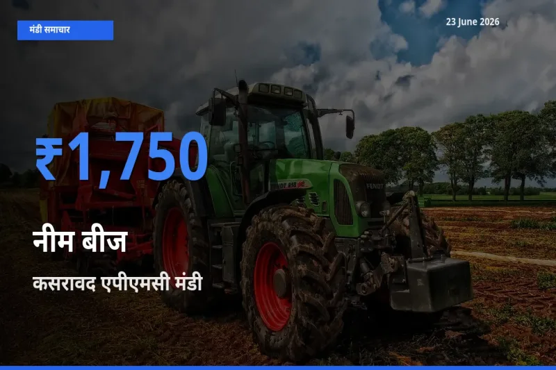 कसरावद एपीएमसी मंडी में आज नीम बीज के सबसे ऊँचे दाम दर्ज