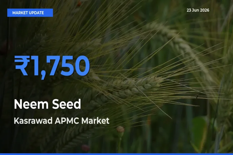 Farmers Prefer Kasrawad APMC as Neem Seed Hits Highest Rate
