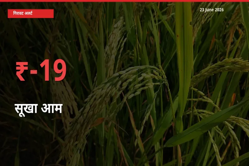 किसानों की चिंता बढ़ी! स्थानीय मंडी में सूखा आम 18.55% गिरा