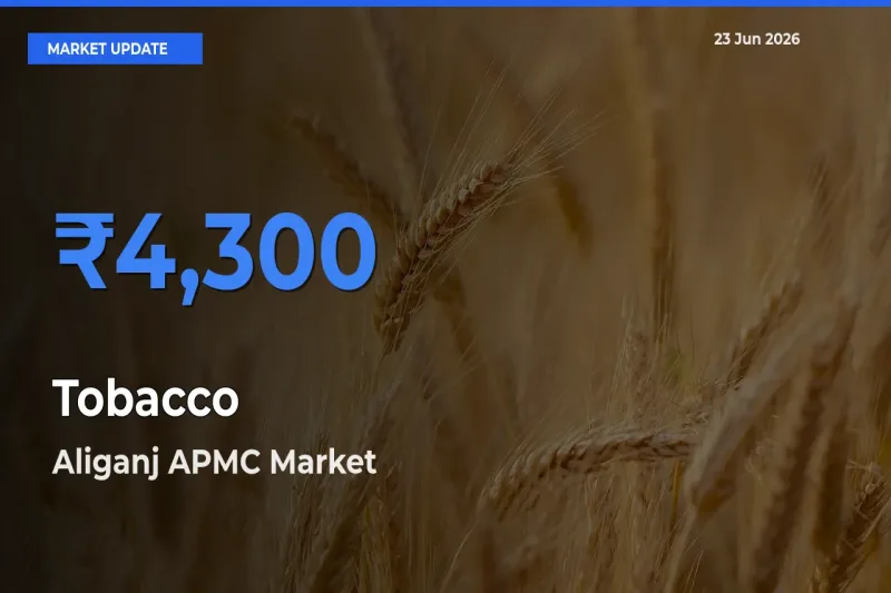 Farmers Prefer Aliganj APMC as Tobacco Hits Highest Rate