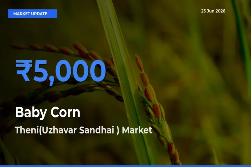 Theni(Uzhavar Sandhai ) Tops Baby Corn Mandi Rates Today