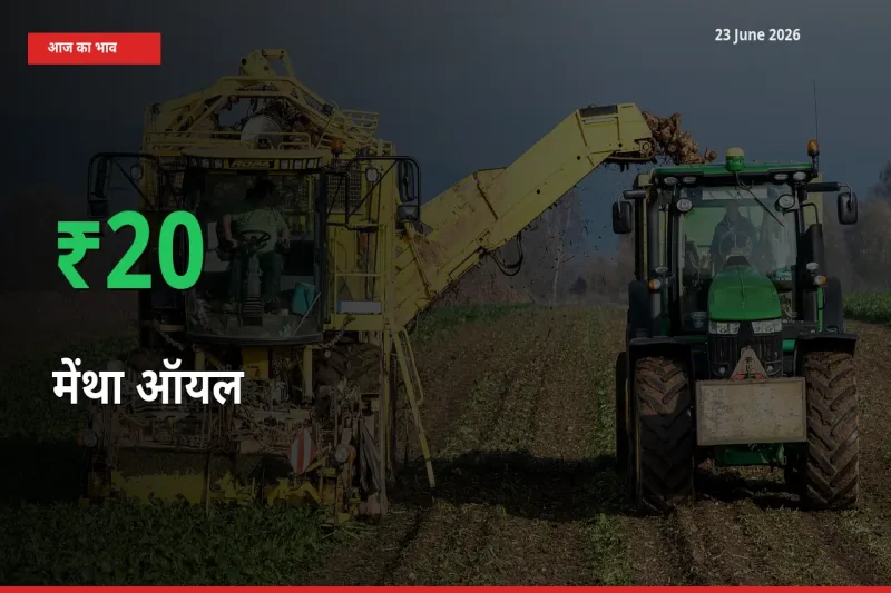 23 June अपडेट: मेंथा ऑयल के दाम मंडी में 20.48% उछले