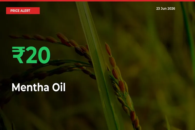 Mentha Oil Rises 20.48% at Mandis