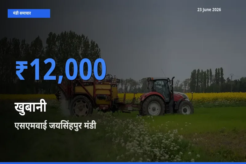 आज खुबानी के सबसे ऊँचे दाम ₹12,000 एसएमवाई जयसिंहपुर मंडी में