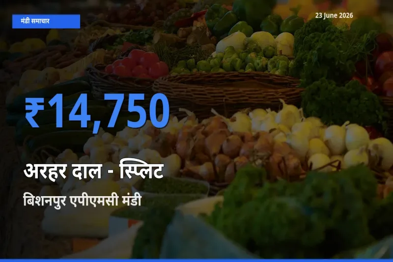 आज अरहर दाल - स्प्लिट के सबसे ऊँचे दाम ₹14,750 बिशनपुर एपीएमसी मंडी में