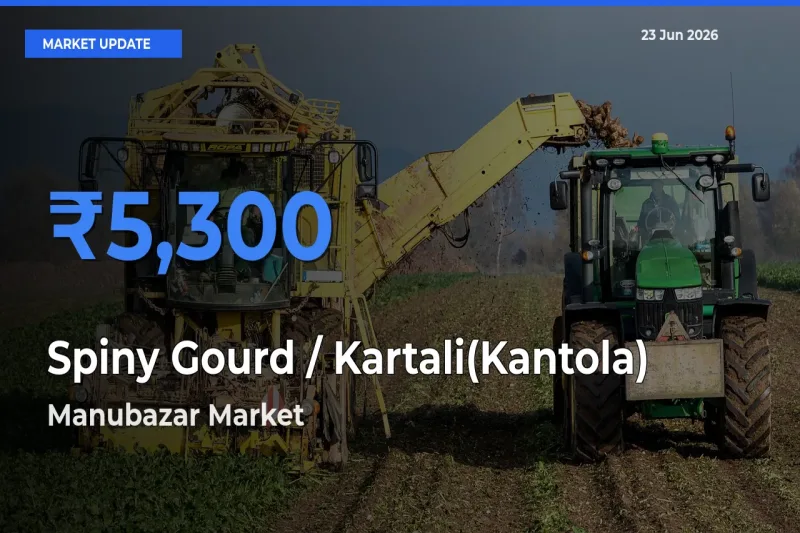 Market Watch: Manubazar Becomes Top Mandi for Spiny Gourd / Kartali(Kantola)