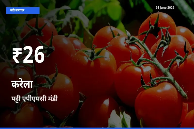 करेला के दाम 30 दिनों के सबसे निचले स्तर पर, पट्टी एपीएमसी