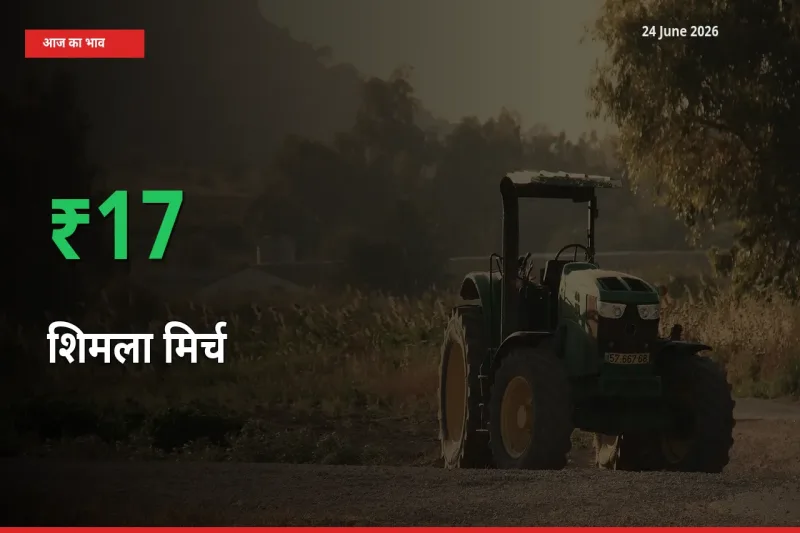 शिमला मिर्च 17.07% उछला, मंडी