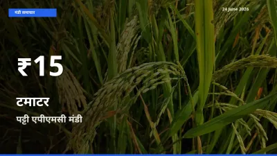 आज का मंडी भाव: पट्टी एपीएमसी में टमाटर 30 दिन के सबसे कम स्तर पर