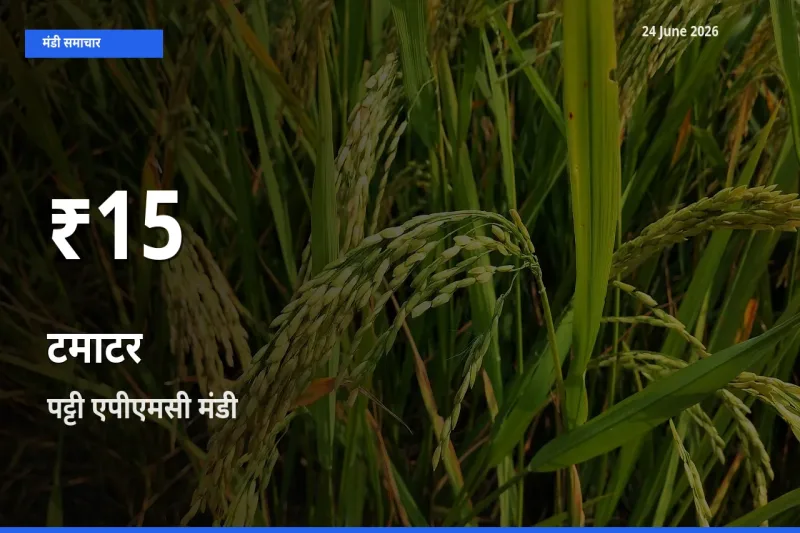 आज का मंडी भाव: पट्टी एपीएमसी में टमाटर 30 दिन के सबसे कम स्तर पर